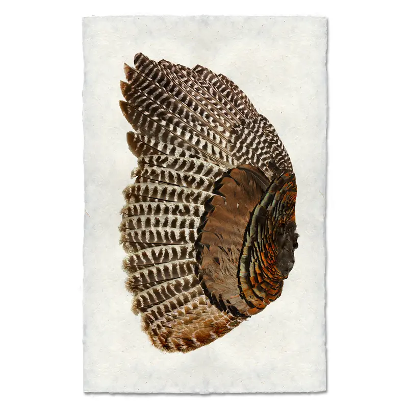 Turkey Wing (Left) 1