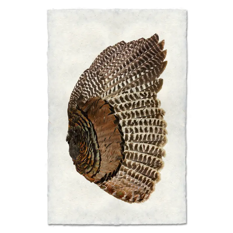 Turkey Wing (Right) 1