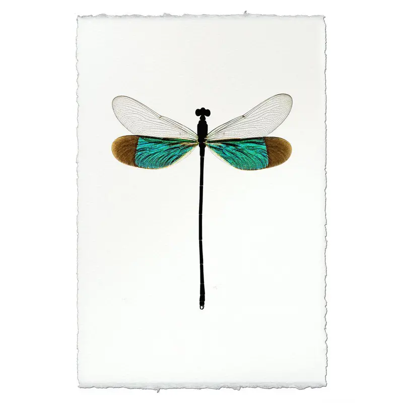 Turquoise Damsel 1