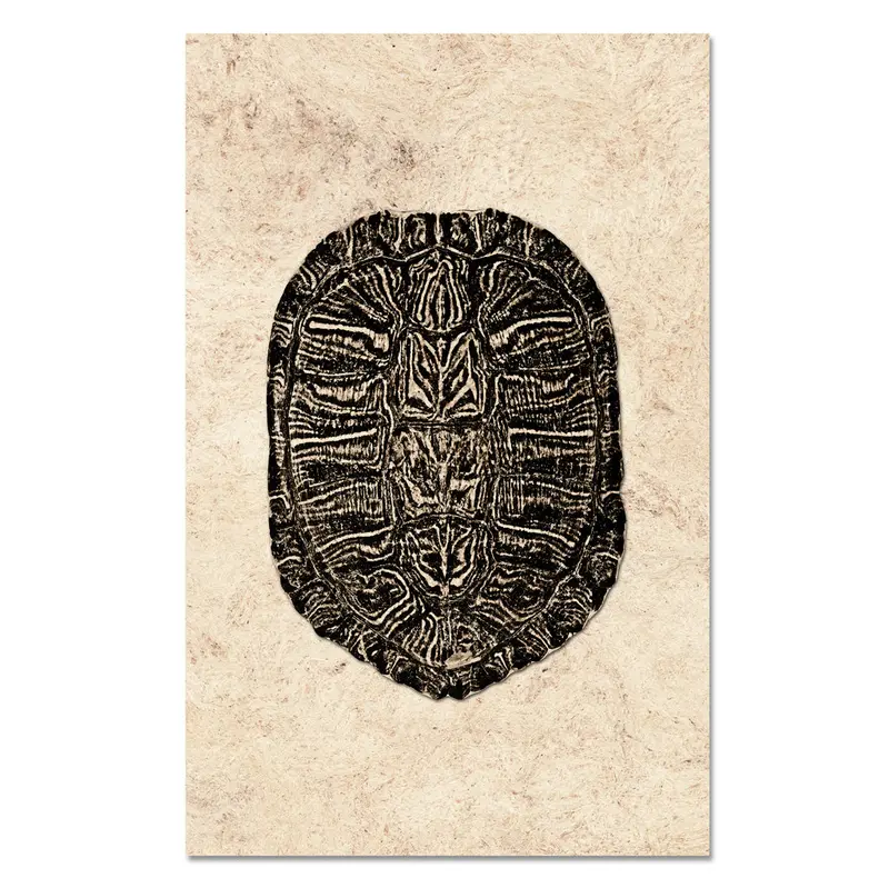 Turtle Shell #1 1