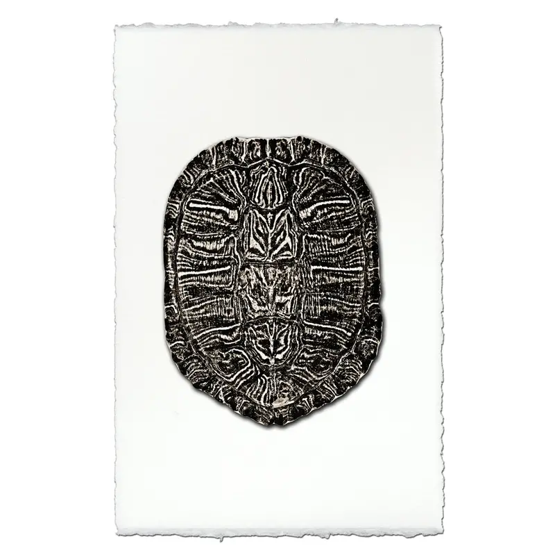 Turtle Shell #1 2