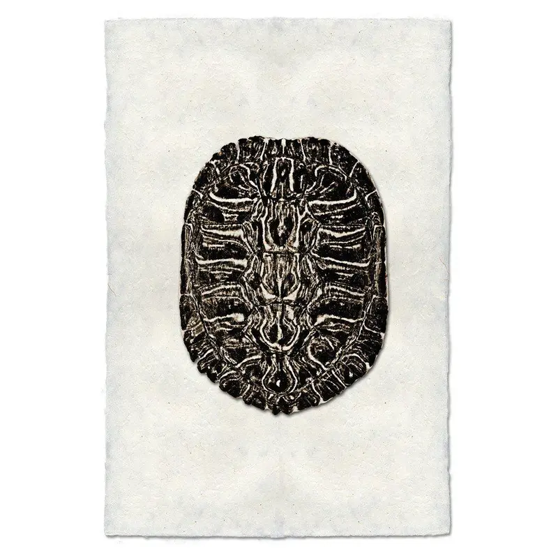 Turtle Shell #2 1