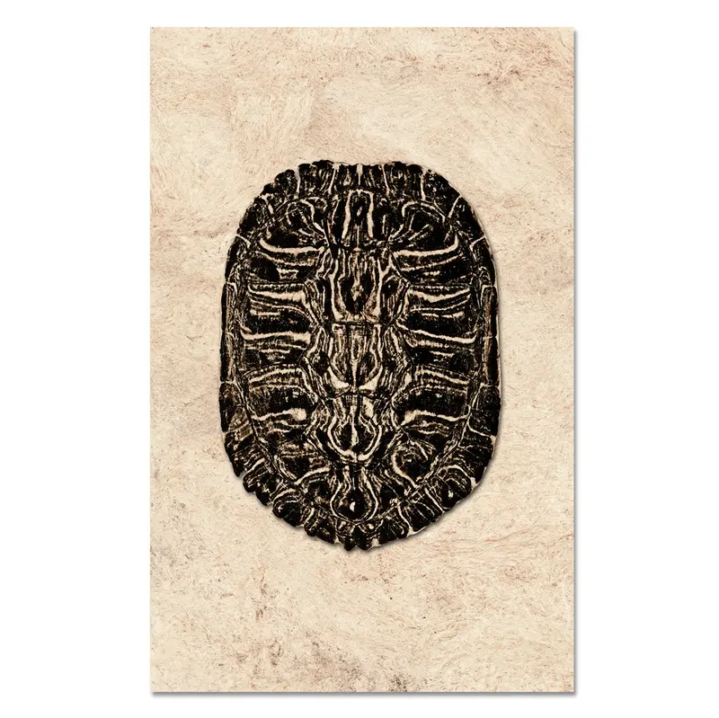 Turtle Shell #2 1