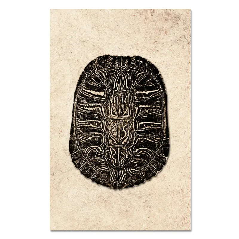 Turtle Shell #3 1
