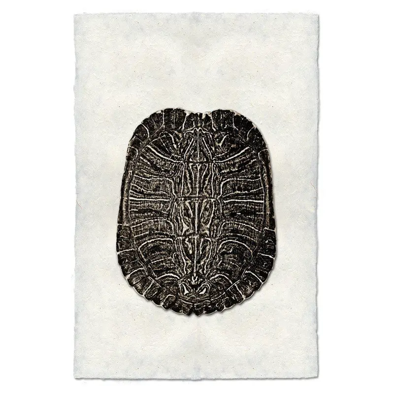 Turtle Shell #4 1