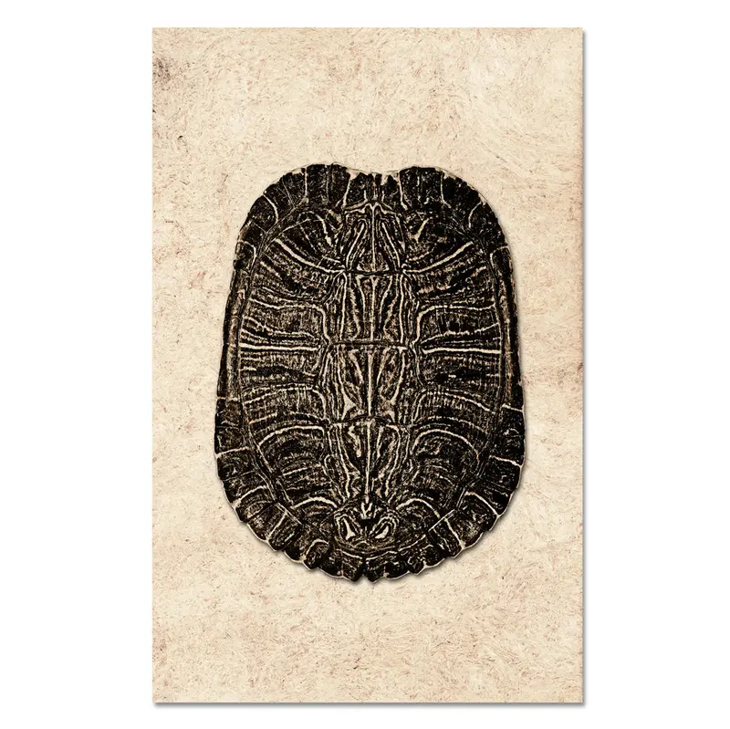 Turtle Shell #4 1