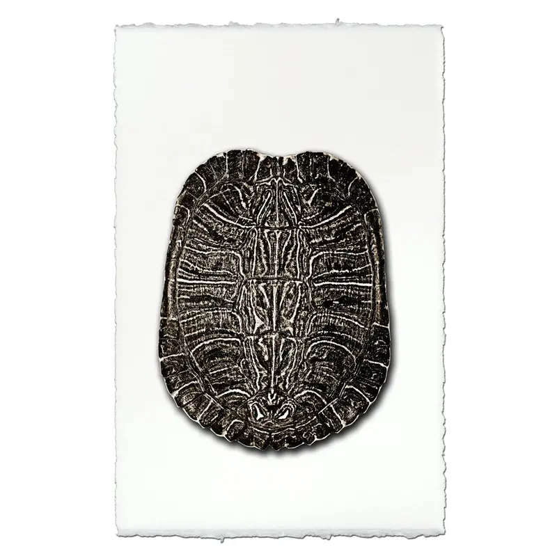 Turtle Shell #4 2