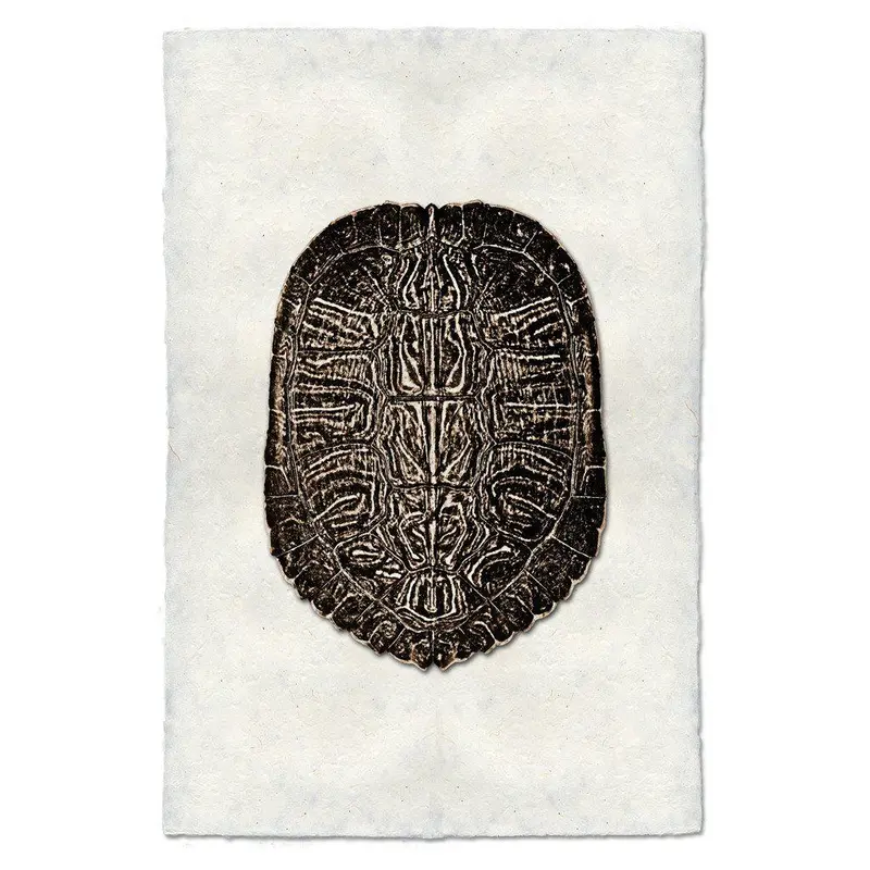 Turtle Shell #5 1