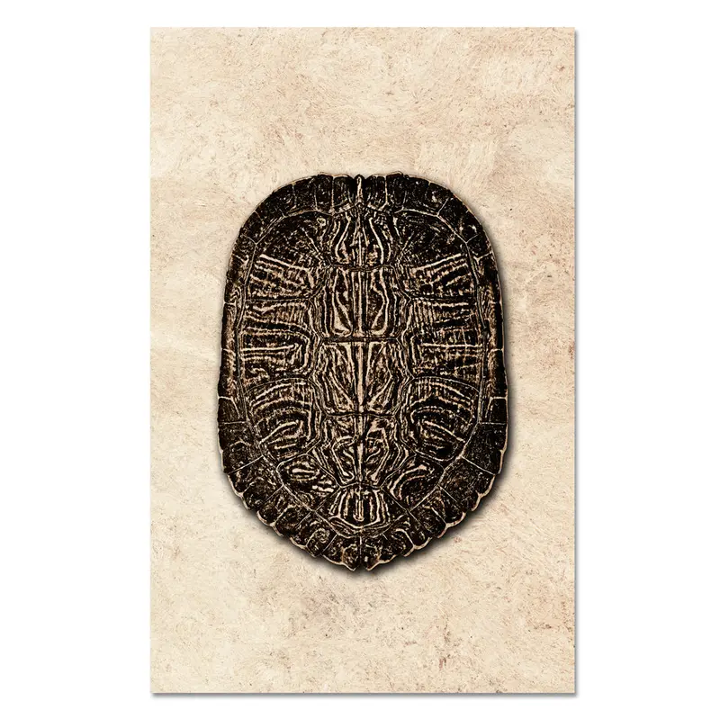 Turtle Shell #5 1
