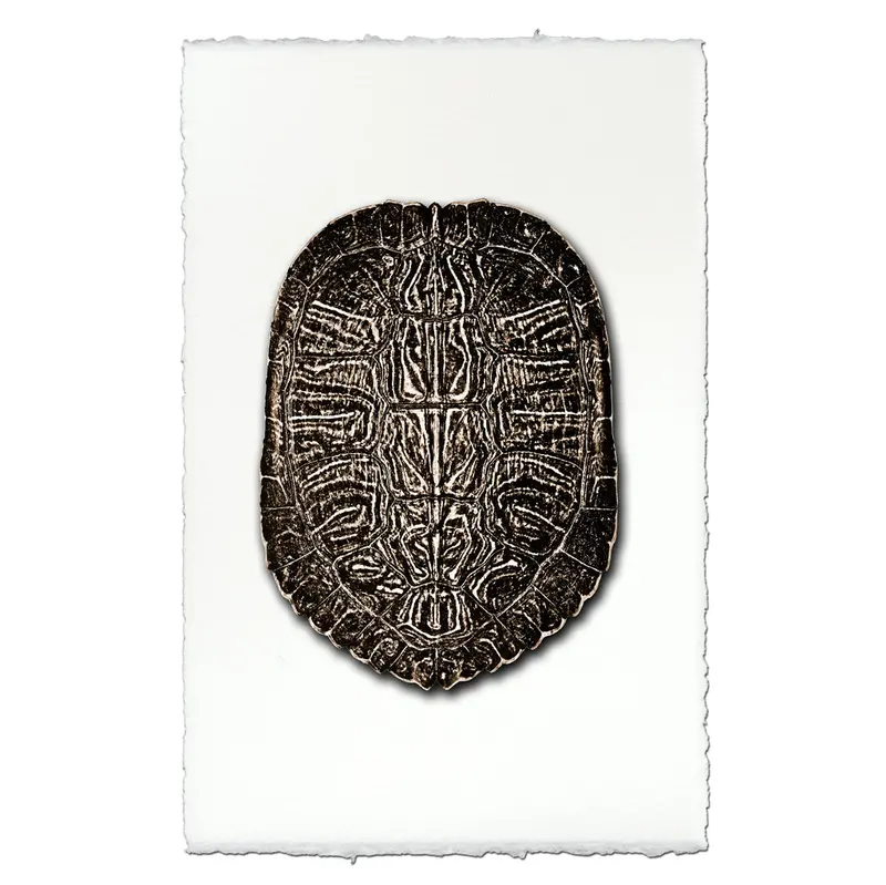 Turtle Shell #5 2