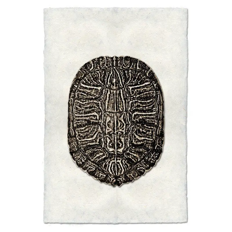 Turtle Shell #6 1