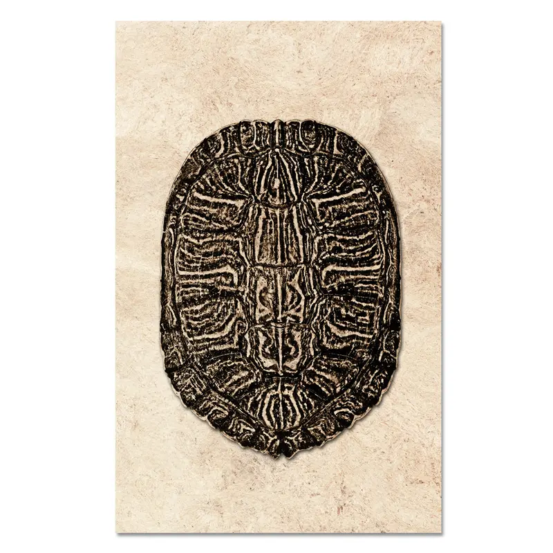 Turtle Shell #6 1