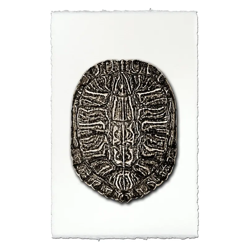 Turtle Shell #6 2