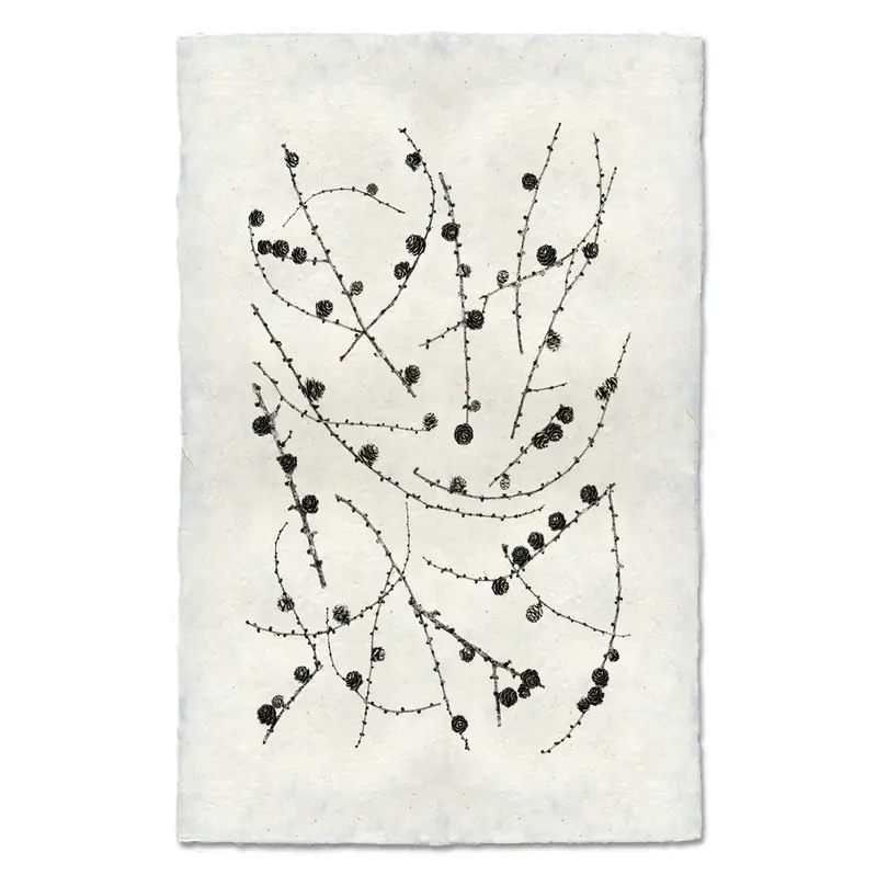 Twigs And Cones 1