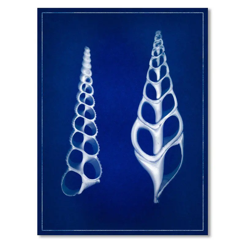 Two Shells Blue Print 1