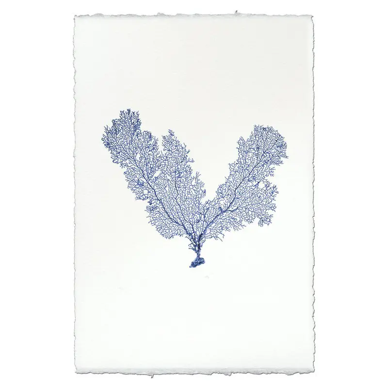 V Shaped Sea Fan 1