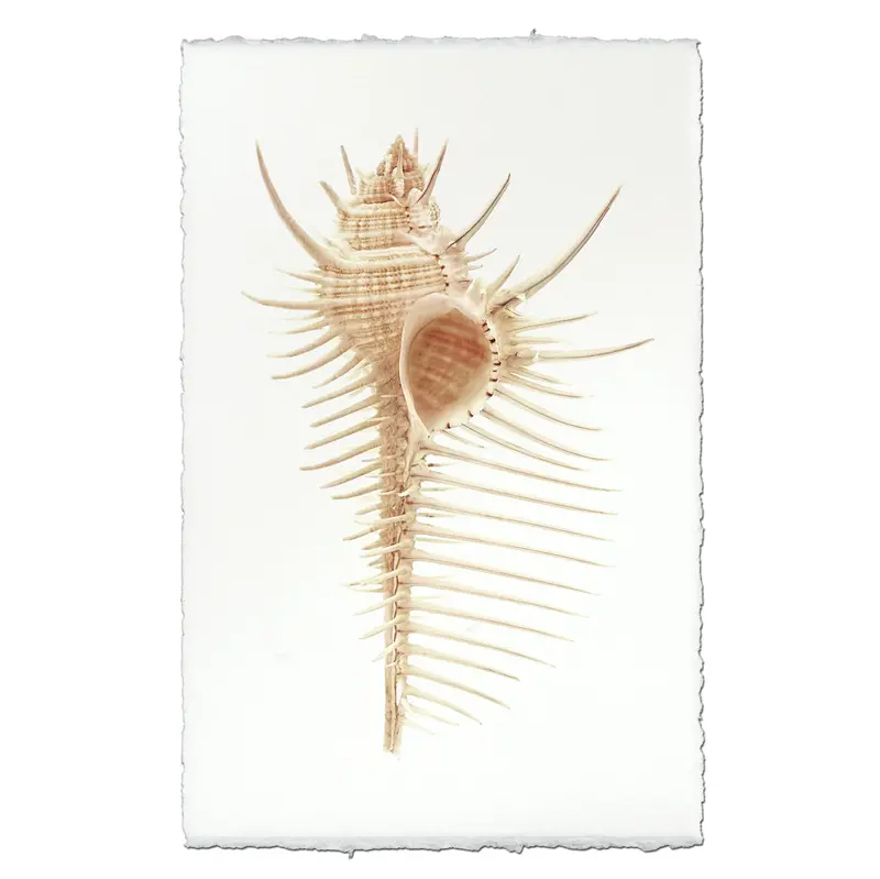 Venus Comb Murex 1