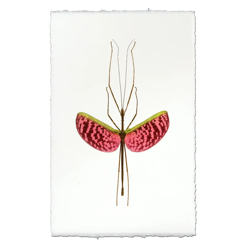 Watermelon Stick Bug 1