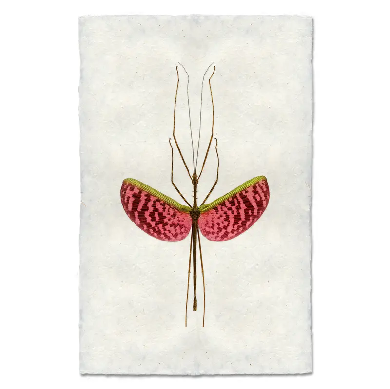 Watermelon Stick Bug 2
