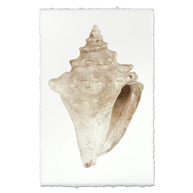 Weathered Conch 1