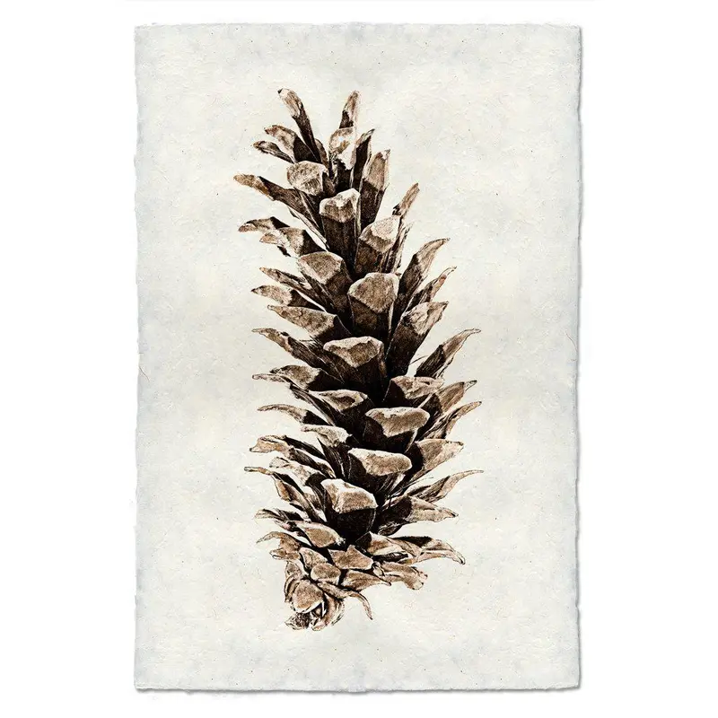 Western White Pine 1