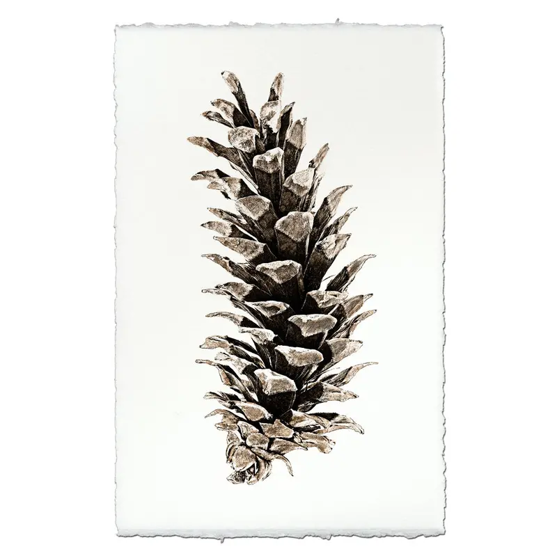 Western White Pine 2