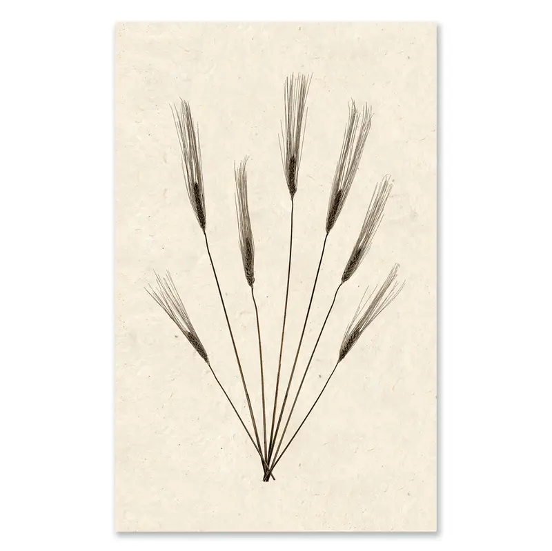 Wheat Form #2 Grand Format 1