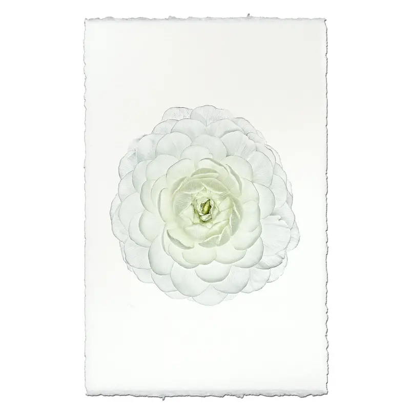 White Ranunculus 1