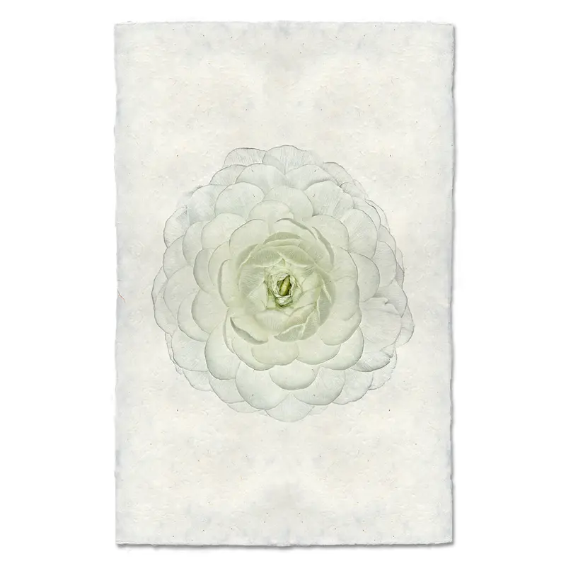 White Ranunculus 2
