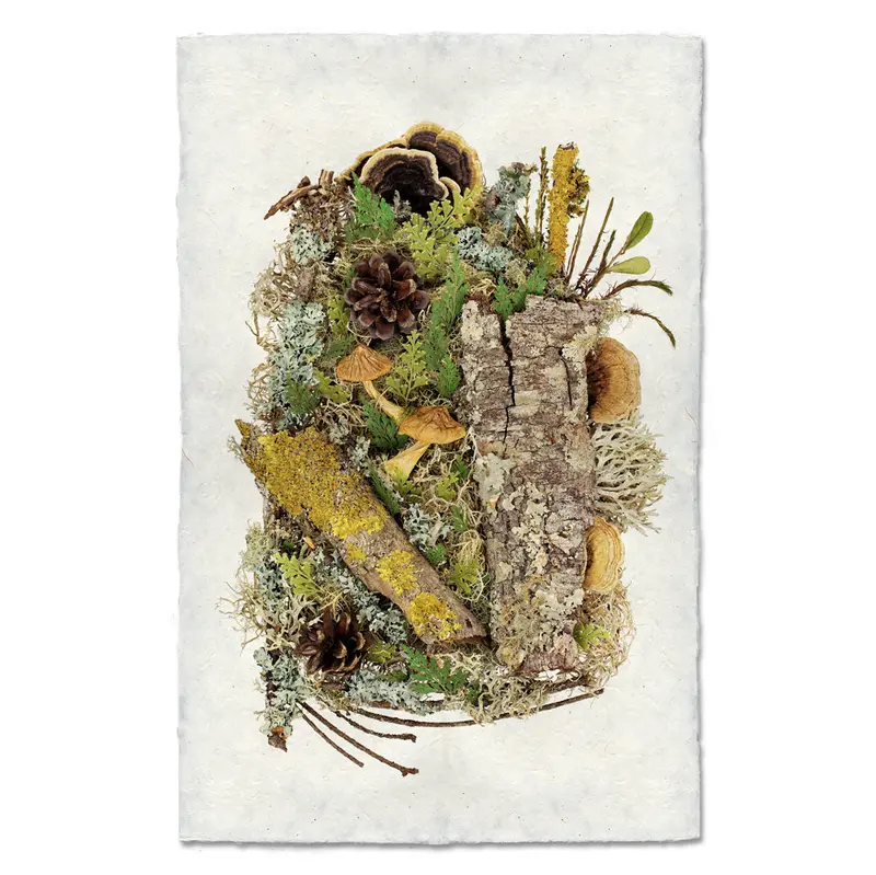 Woodland Collective 1
