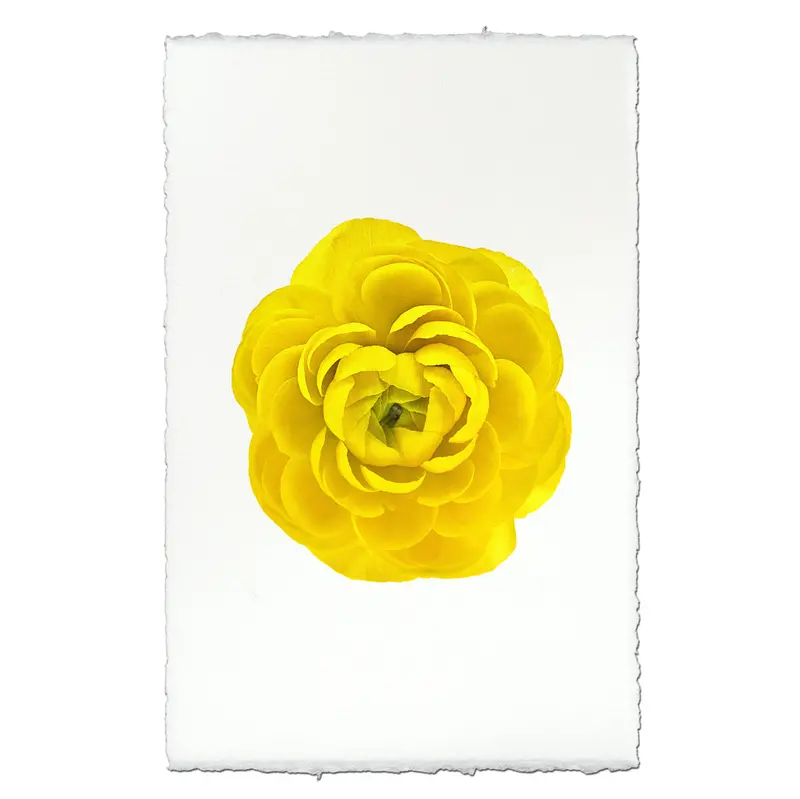 Yellow Ranunculus 1