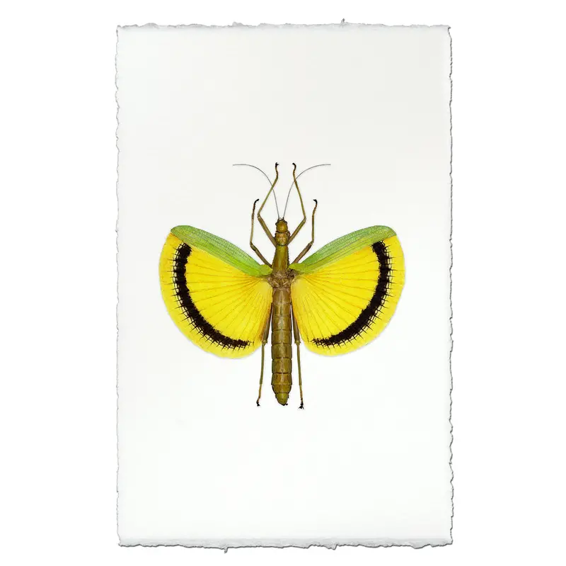 Yellow Stick Bug 1