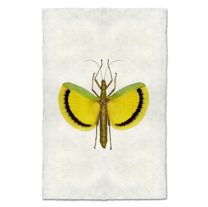 Yellow Stick Bug 2