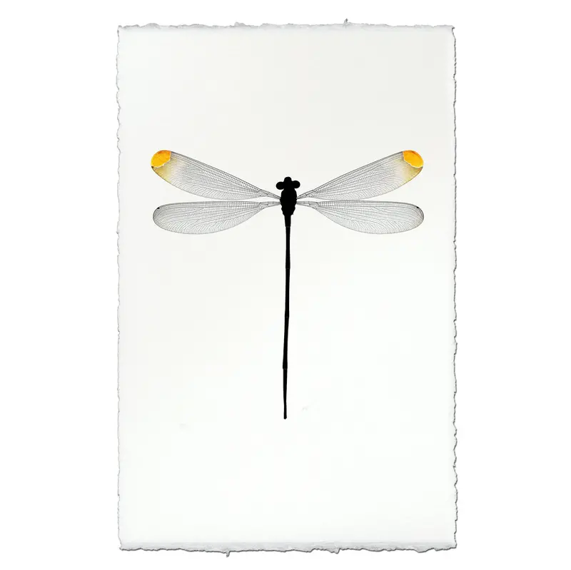 Yellow Tipped Damsel 1
